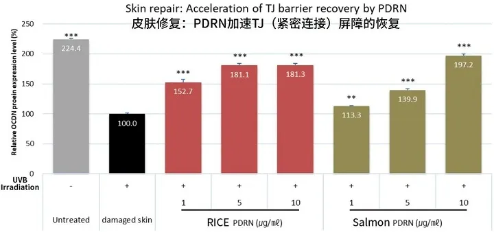 Bar chart showing the relative OCLN protein expression levels in skin after treatment with different concentrations of rice and salmon PDRN. Untreated skin shows a high level while damaged skin has the lowest. Various concentrations of rice and salmon PDRN increase the protein expression level, with salmon PDRN at 10 µg/ml showing a high increase.